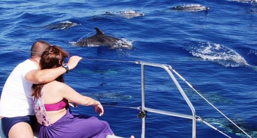 Azores Whale Watching: A Once-in-a-Lifetime Experience