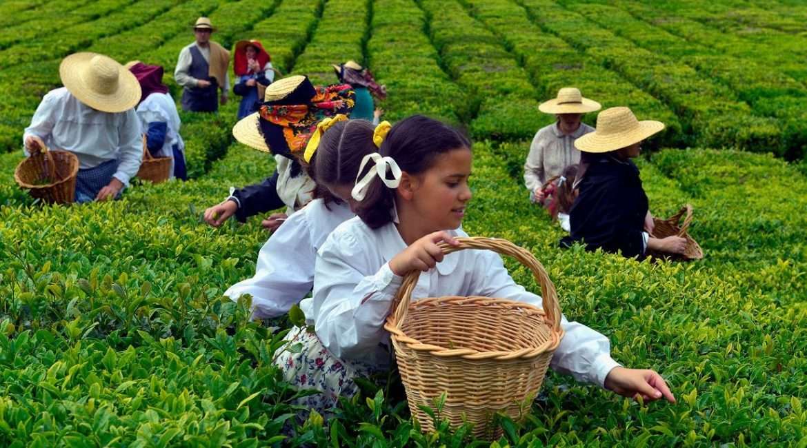 The History and Culture of Azores Tea: Azorean Tea Industry