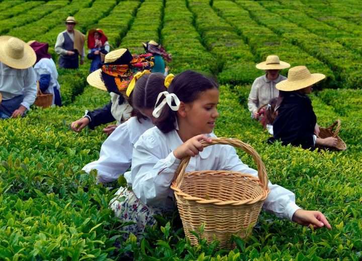 The History and Culture of Azores Tea: Azorean Tea Industry